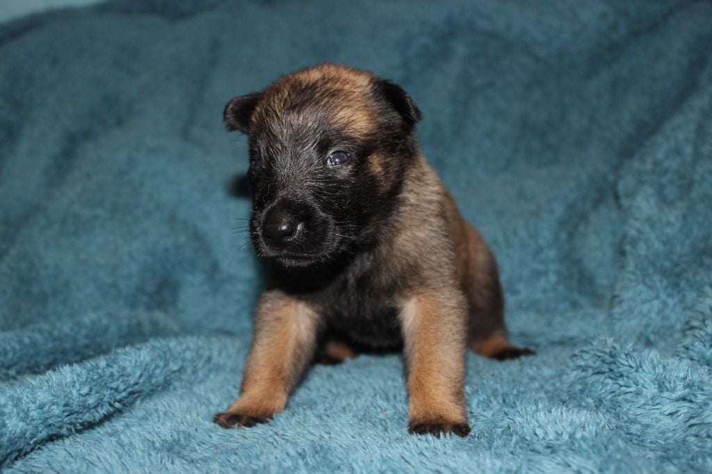 des foudres d'altesse - Chiots disponibles - Berger Belge