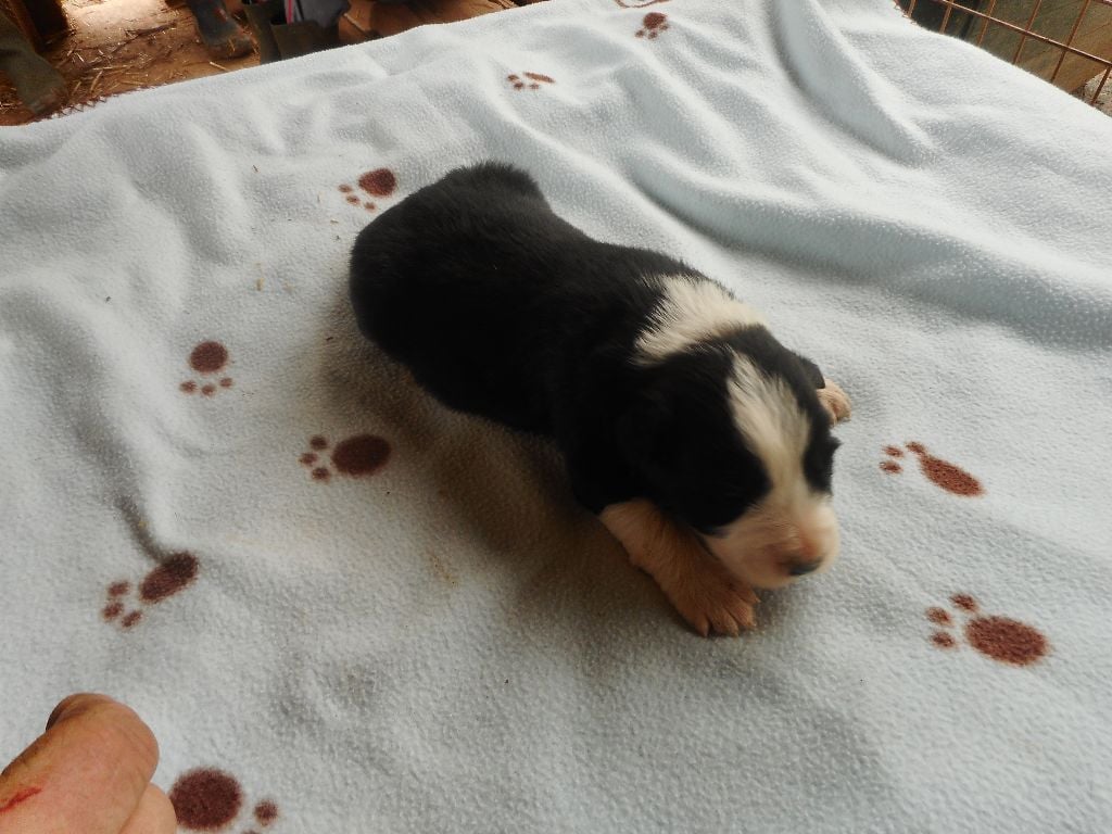 du clocher tord - Chiots disponibles - Border Collie