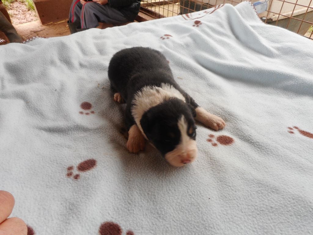 du clocher tord - Chiots disponibles - Border Collie