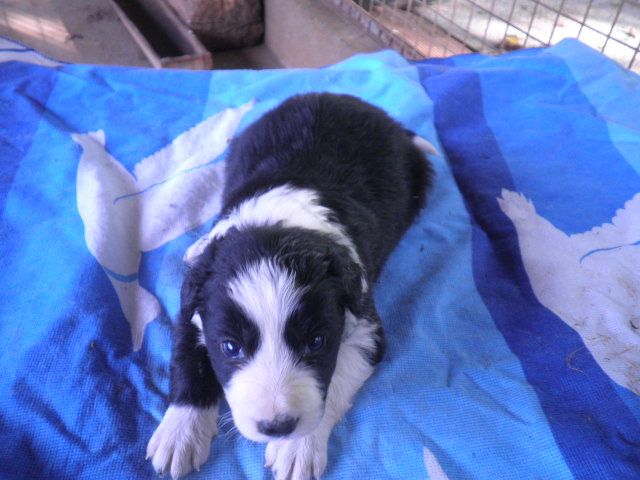 du clocher tord - Chiots disponibles - Border Collie