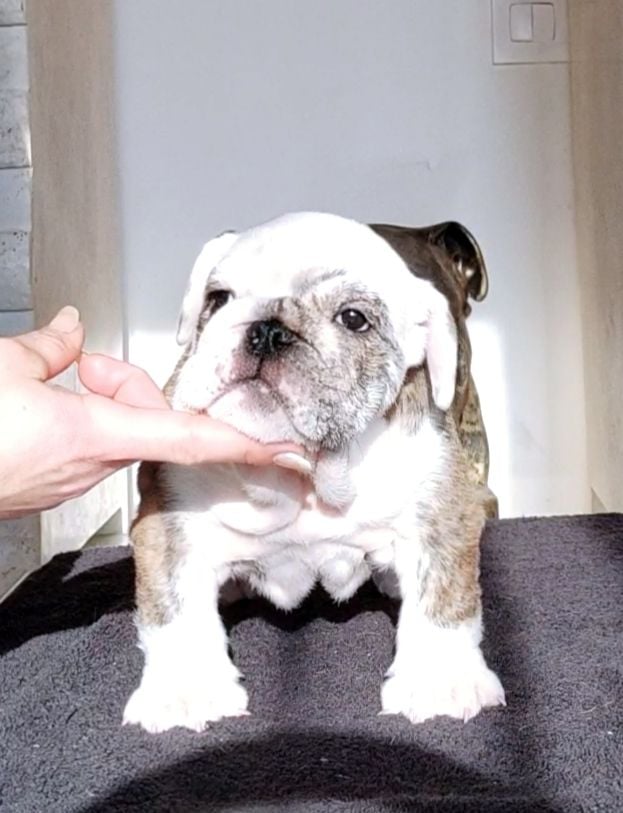 des Roxa-Lina - Chiots disponibles - Bulldog Anglais