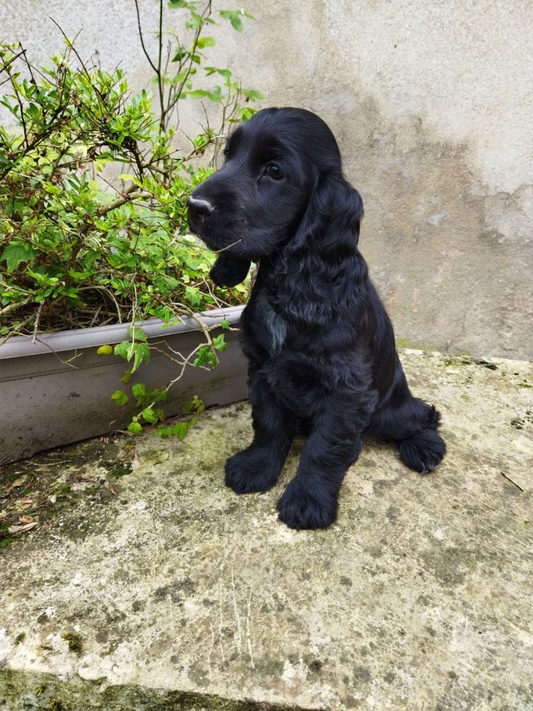 de la Fin'Amor de Larzaelle - Chiots disponibles - Cocker Spaniel Anglais