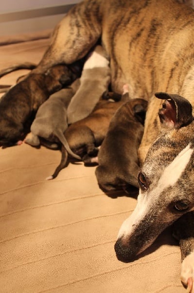 Liza's Dream - Whippet - Portée née le 23/04/2015