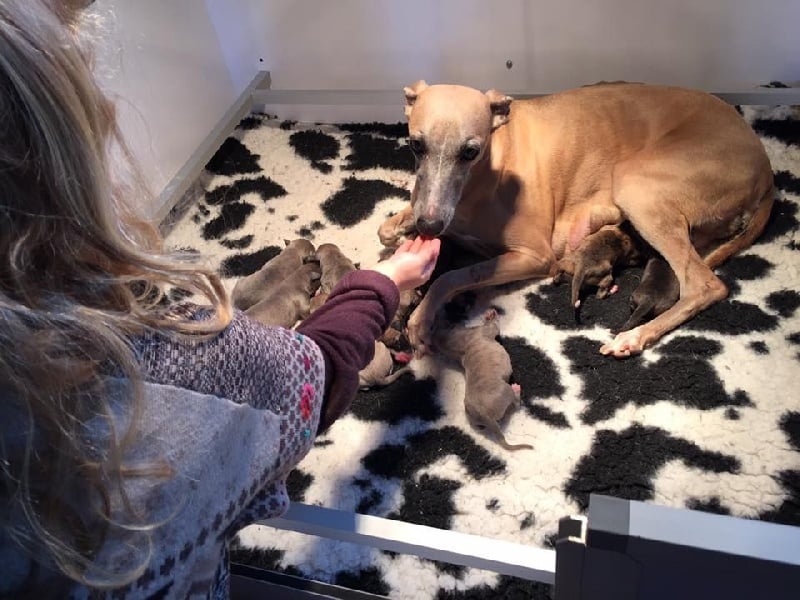 Liza's Dream - Whippet - Portée née le 17/09/2015