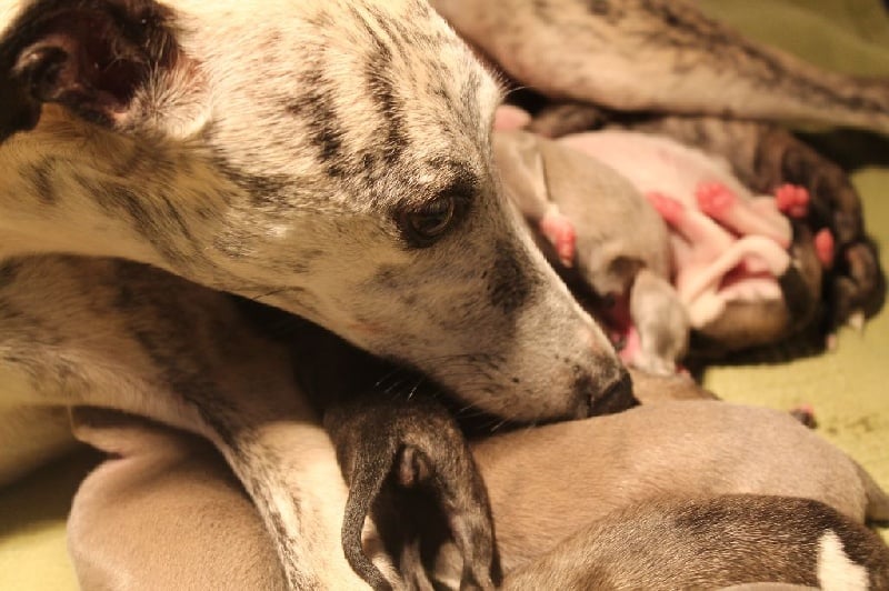 Liza's Dream - Whippet - Portée née le 10/07/2014