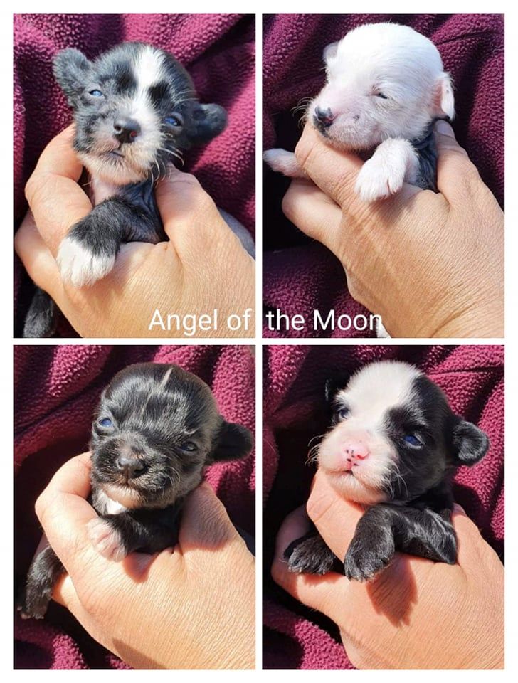 Angel of the Moon - Les bébés !