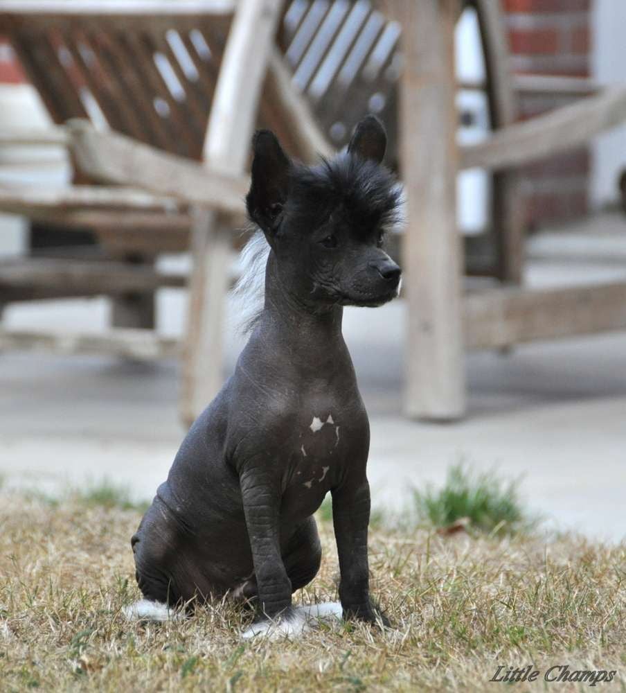 Les chiots arrivent bientôt !