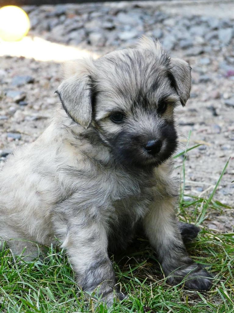 Angel of the Moon - Chiots disponibles - Chien chinois à crête