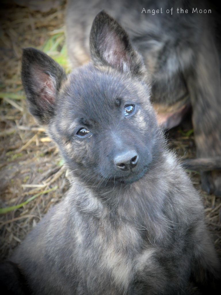 Angel of the Moon - Chiots disponibles - Berger hollandais