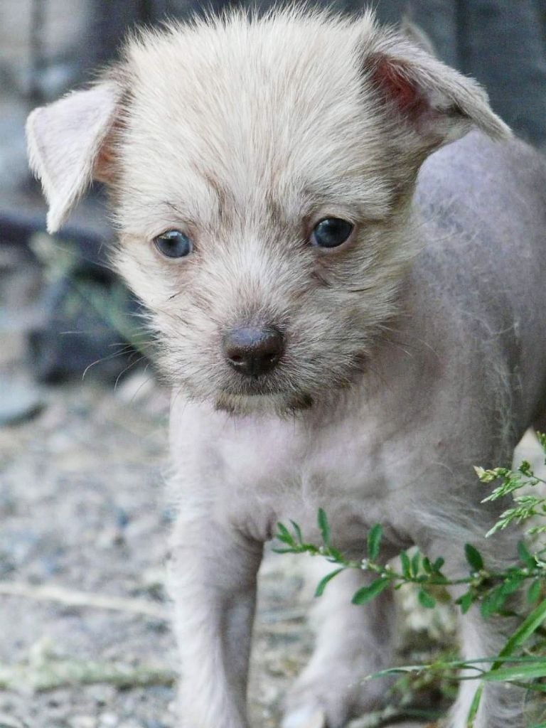 Angel of the Moon - Chiots disponibles - Chien chinois à crête