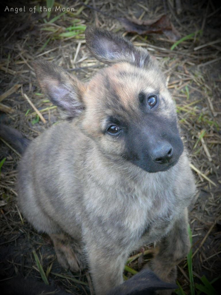 Angel of the Moon - Chiots disponibles - Berger hollandais