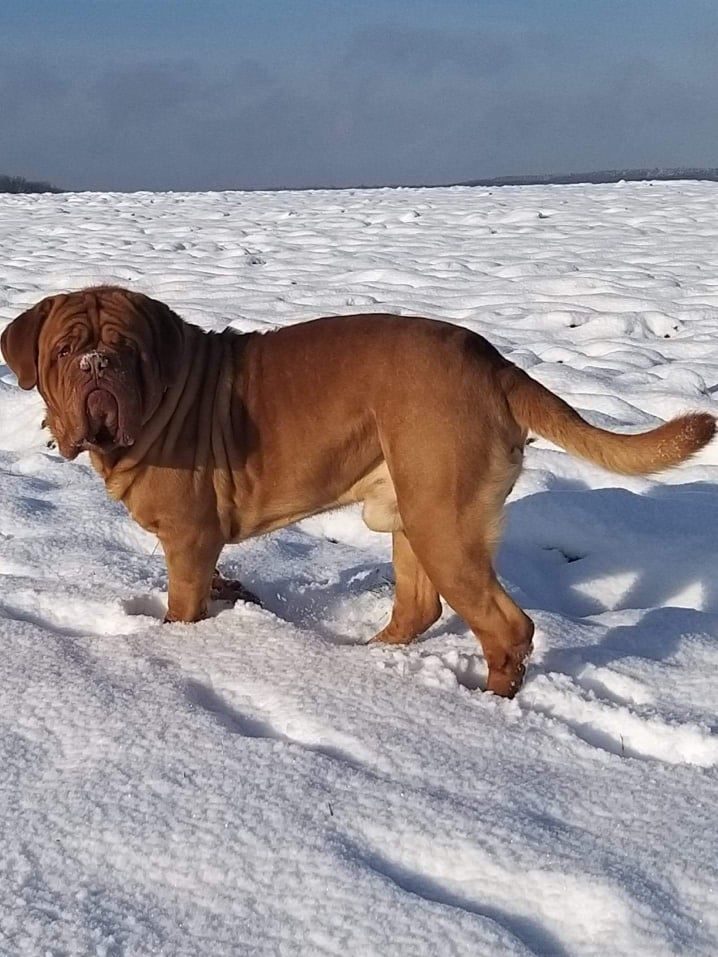 de l'ombre du cheytan - Nouvelle photo Newton, Ferdinand et Pepper 