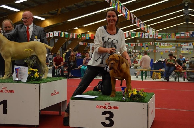 de l'ombre du cheytan - Jet Set 3ème meilleur puppy au ring d'honneur int.Dogshow Oss !!!!