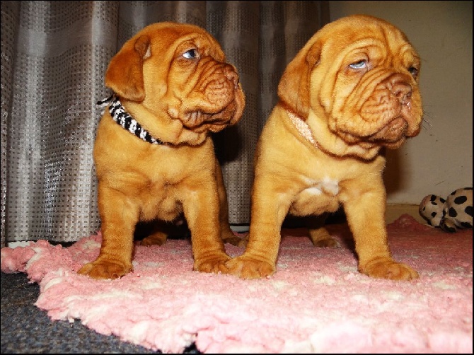 de l'ombre du cheytan - Album photos des chiots par semaines !!!