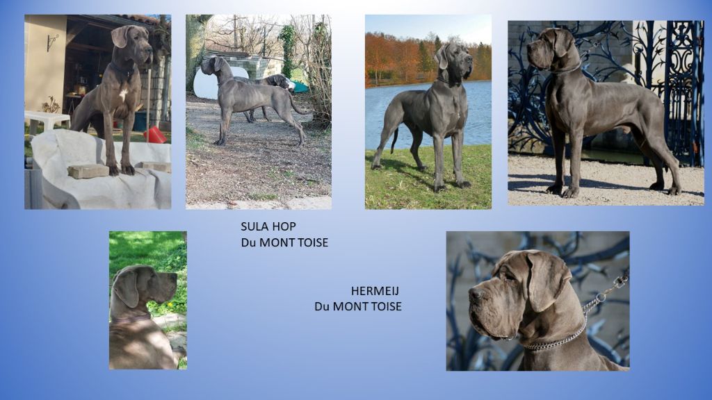 Des chiots bleus !