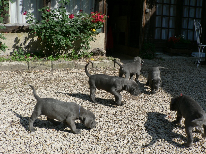 du mont Toise - Dogue allemand - Portée née le 20/05/2009