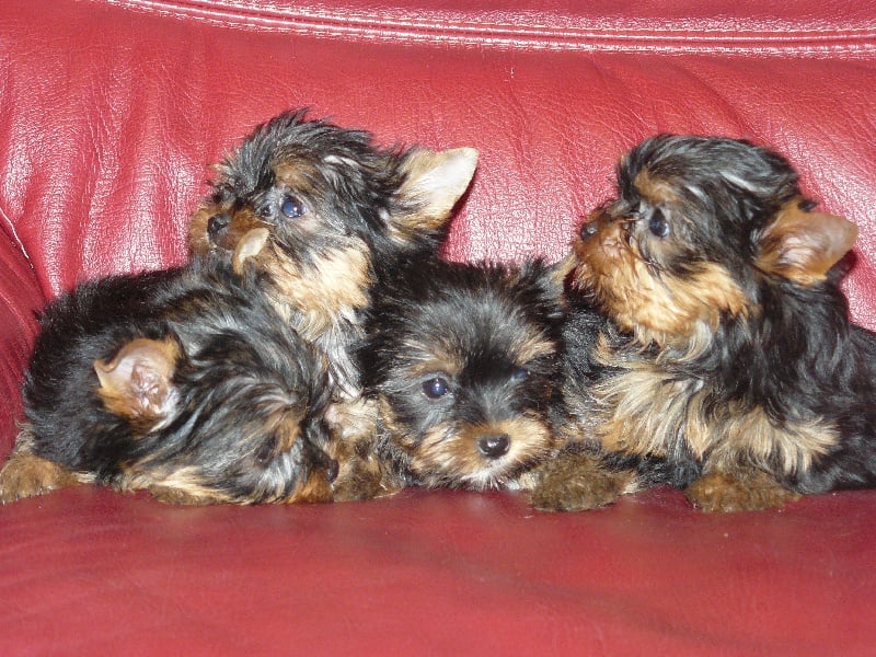 Chiot Yorkshire Terrier Dnepr-Elita