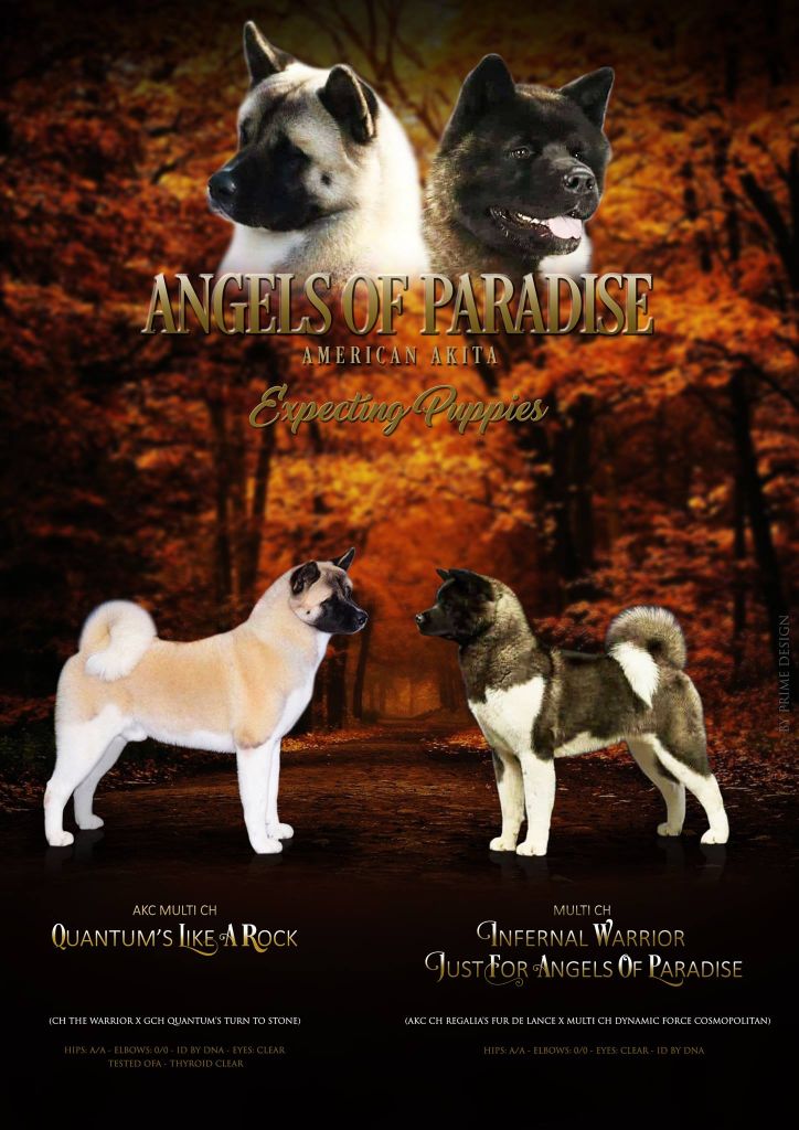 Angels Of Paradise - Akita americain - Portée née le 30/10/2017