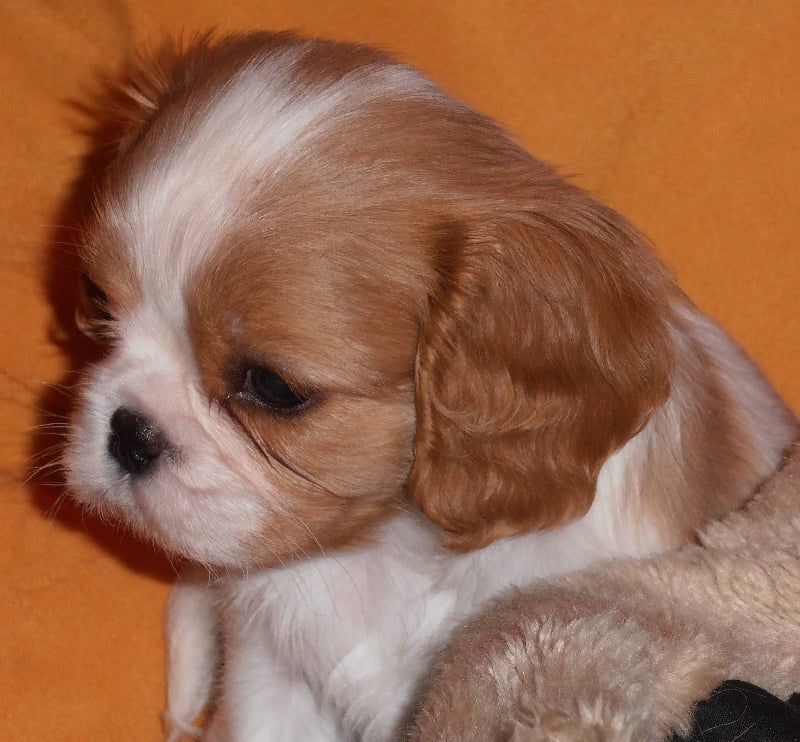 de l'Aubellerie - Cavalier King Charles Spaniel - Portée née le 16/10/2012