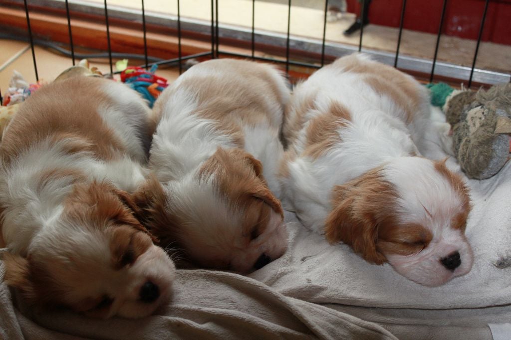 de l'Aubellerie - Cavalier King Charles Spaniel - Portée née le 25/05/2017