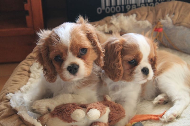 de l'Aubellerie - Cavalier King Charles Spaniel - Portée née le 26/01/2016