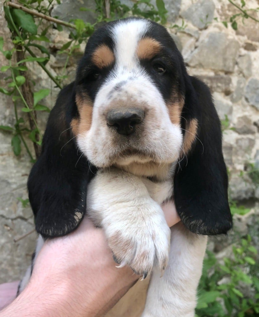 du clos des héllébores - Chiots disponibles - Basset Hound