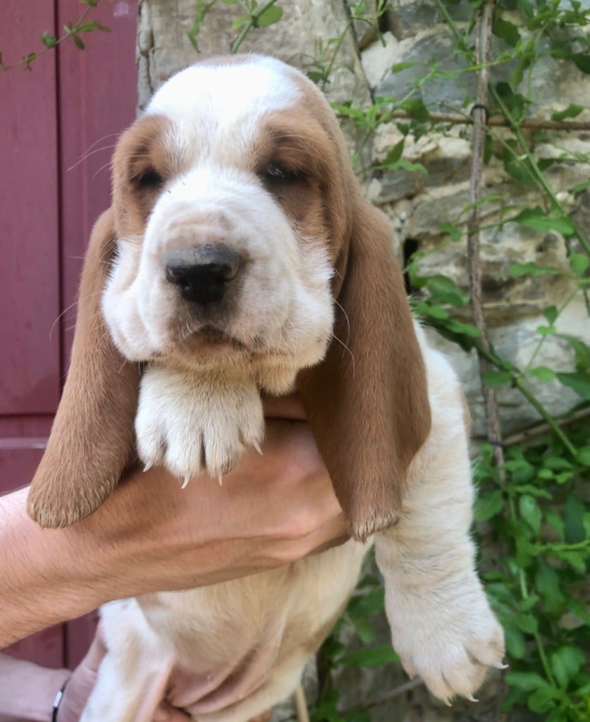 du clos des héllébores - Chiots disponibles - Basset Hound