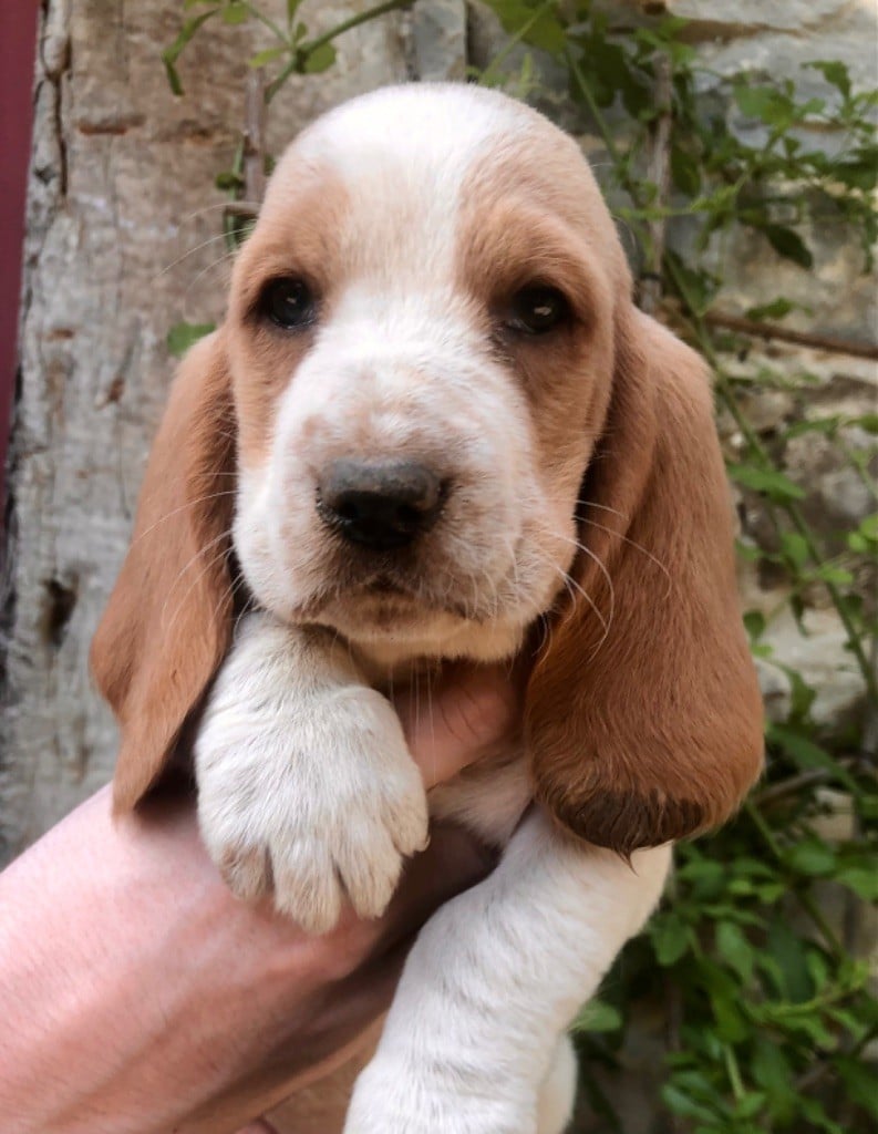 du clos des héllébores - Chiots disponibles - Basset Hound