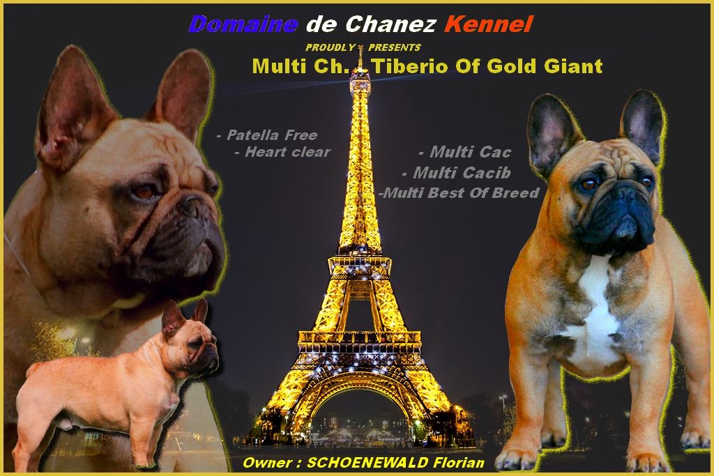 du Domaine de Chanez - Notre multi Champion TIBERIO