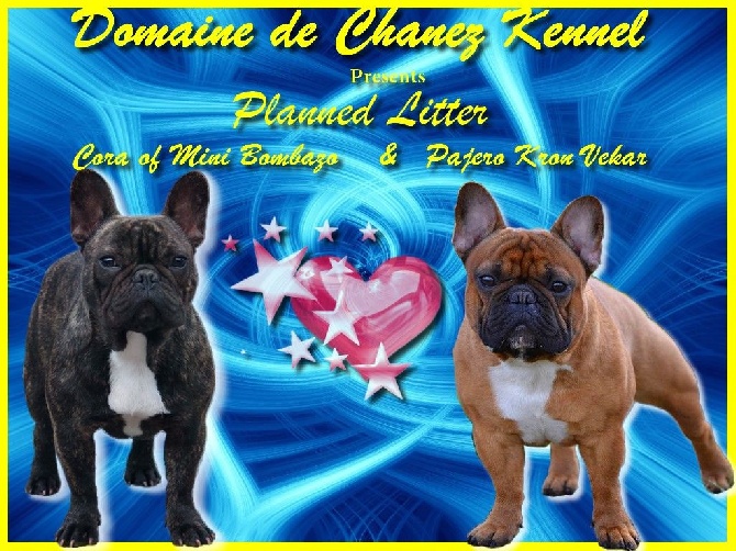 du Domaine de Chanez - Gestation confirmée