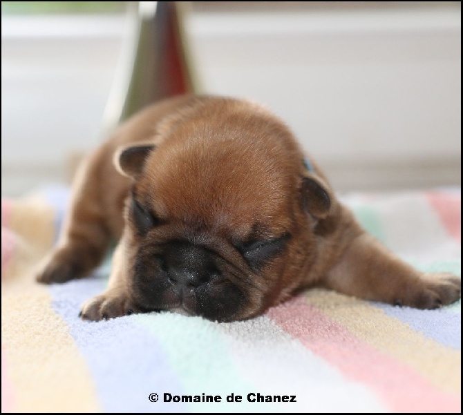 du Domaine de Chanez - Chiot Cora of mini bombazo