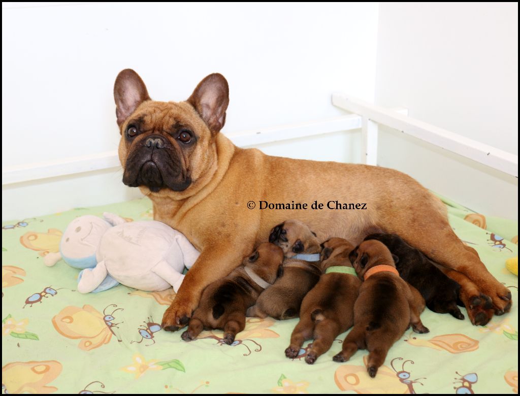 Chiot Bouledogue français du Domaine de Chanez