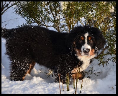 des Cimes d'Asgard - Hermione dans la neige !