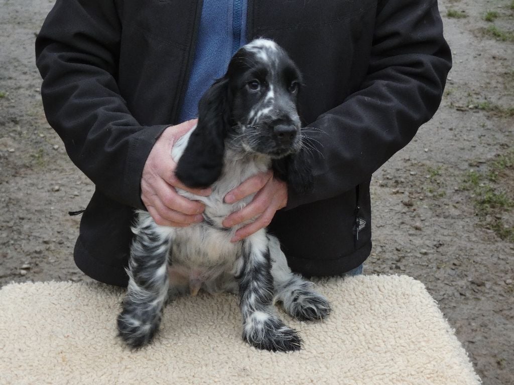 Ar Ti Marellek - Chiots disponibles - Cocker Spaniel Anglais