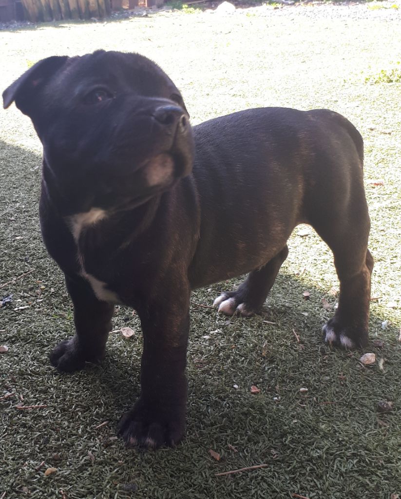 Legend dog - Chiots disponibles - Staffordshire Bull Terrier