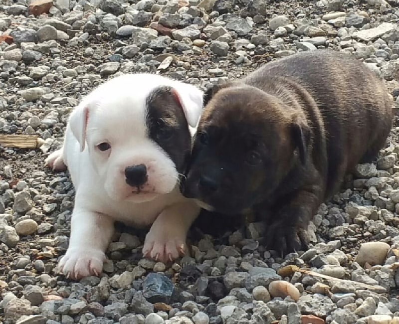 Chiot Staffordshire Bull Terrier Legend dog