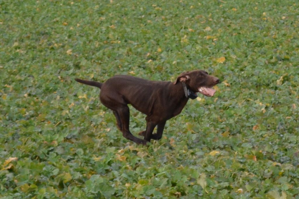 du Clos Bailleaulais - field de lantheuil