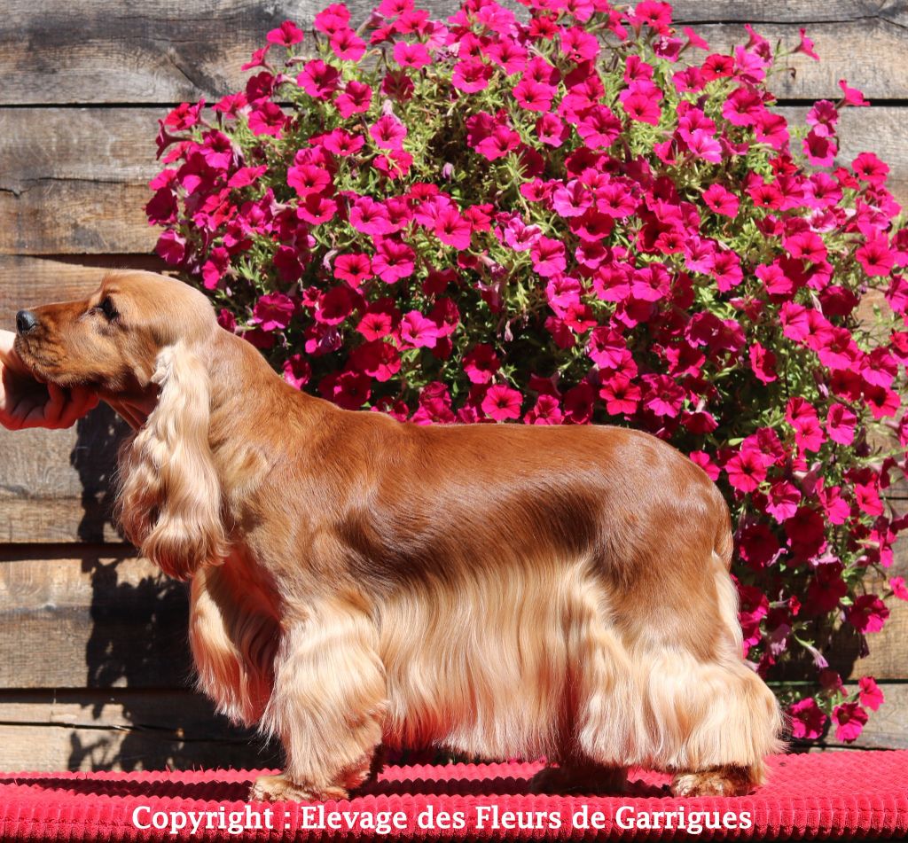 des Fleurs de Garrigues - PROCHAINES NAISSANCES