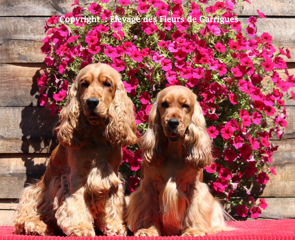 des Fleurs de Garrigues - Bientôt des bébés !!