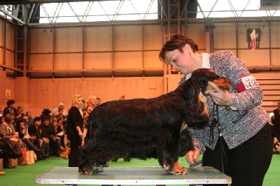 des Fleurs de Garrigues - Crufts 2013