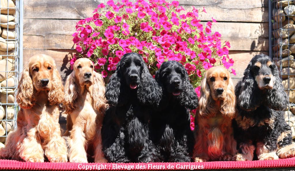 des Fleurs de Garrigues - Photo de groupe