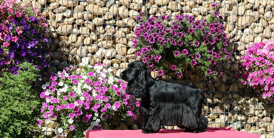 des Fleurs de Garrigues - 18/11/2018 CACIB TARBES