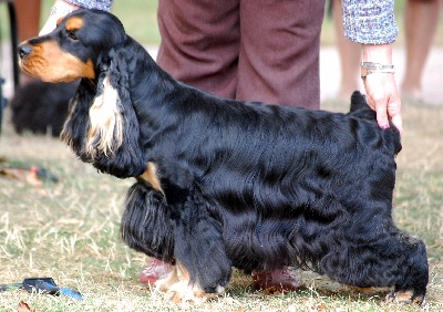 des Fleurs de Garrigues - Spéciale de race CACIB Brive la Gaillarde