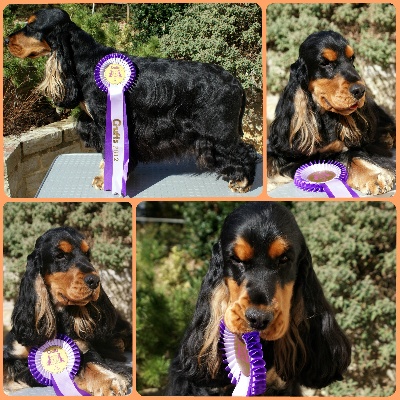 des Fleurs de Garrigues - Crufts 2012