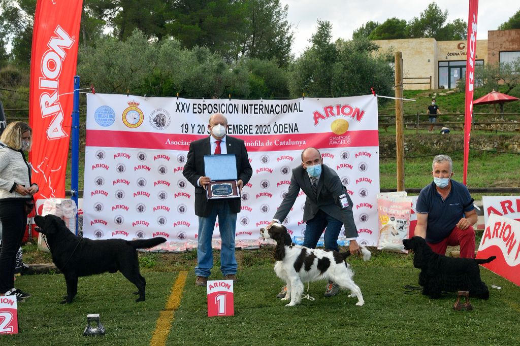 des Fleurs de Garrigues - Expos Nationale et Internationale ODENA (Espagne)