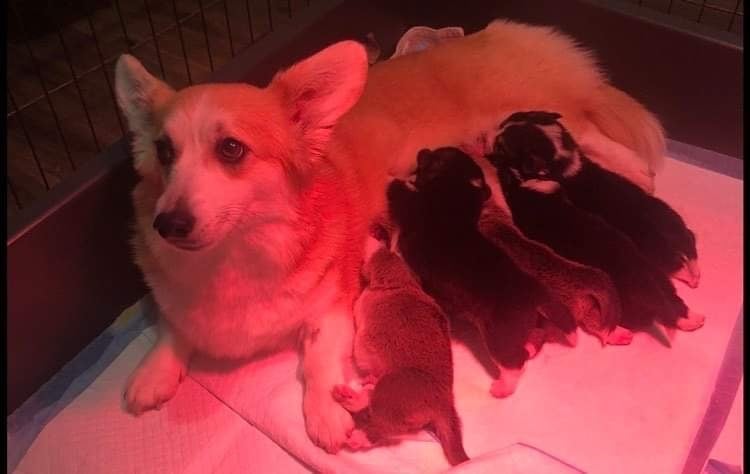 Naissance de bébés Corgis