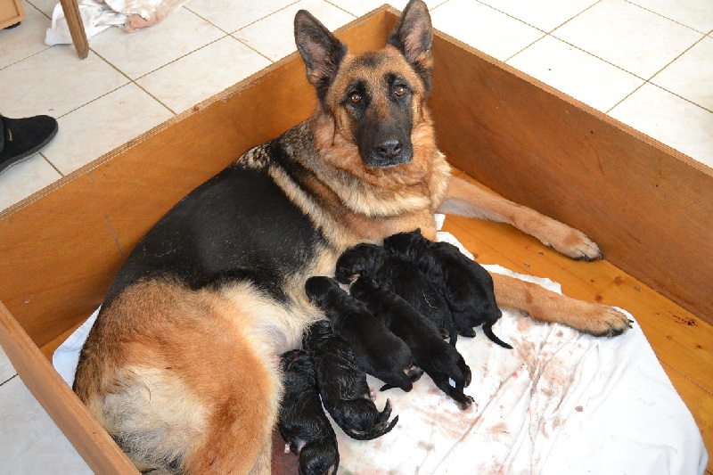 Chiot Berger Allemand d'Allera-Zamp