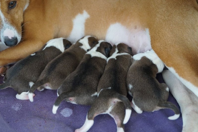 Chiot Basenji des fringants complices