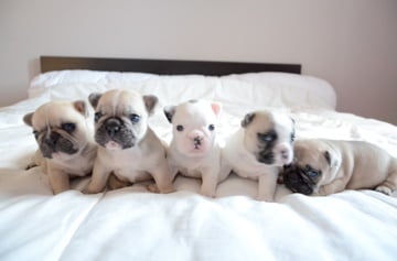 Chiot Bouledogue français de la Guilde Saint Ange