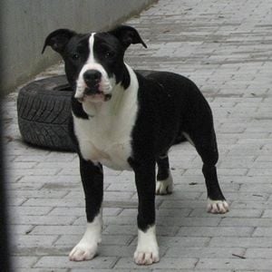 American Blue Bubble - Chiots disponibles - American Staffordshire Terrier